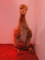 Shadow  on 9th May 2012